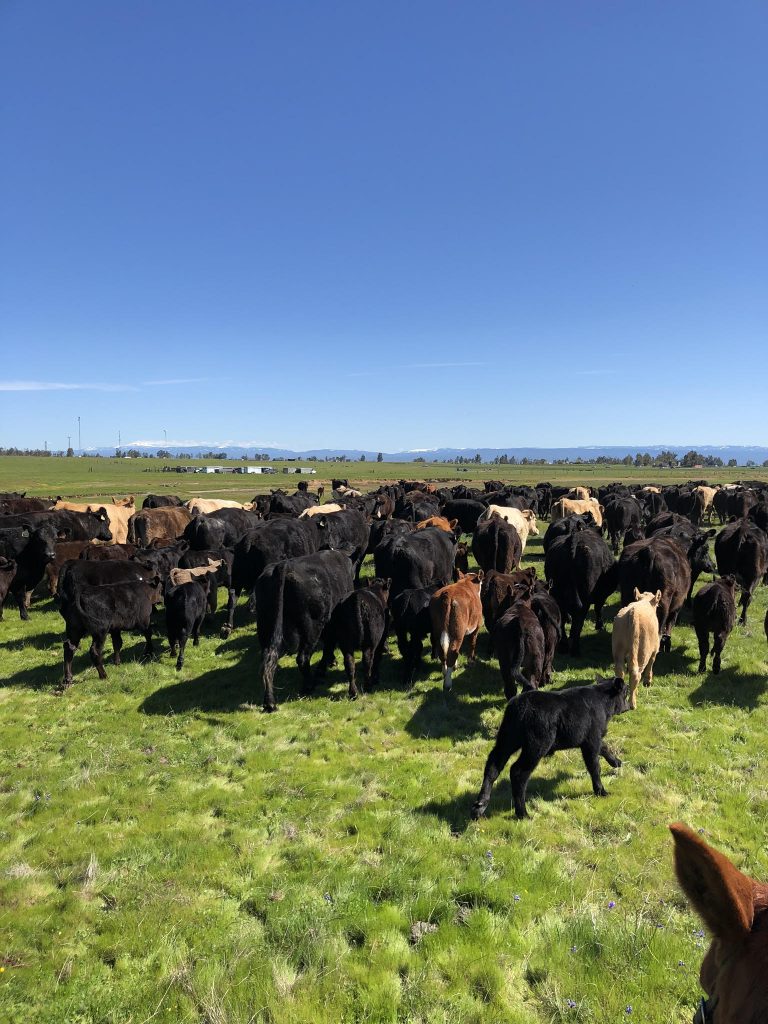 How To Buy A Cattle Ranch? Martinez Ranch Management & Real Estate