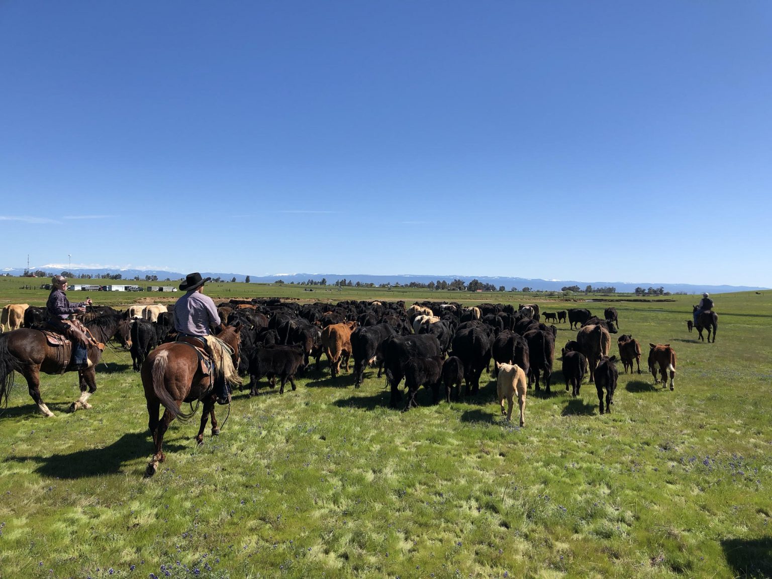 How To Run A Cattle Ranch Useful Info & Tips For 2020