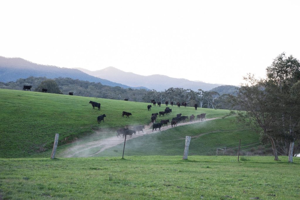 ranching equipment 