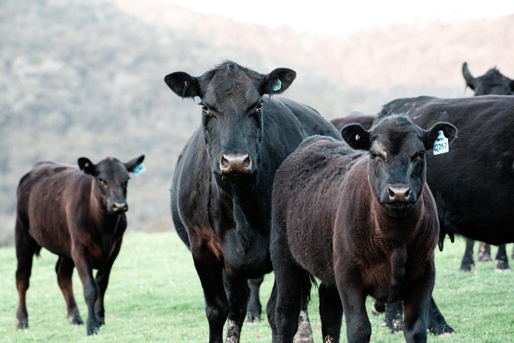 types of ranching 